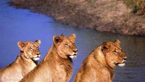 Selbstfahrerreisen Botswana, Löwen