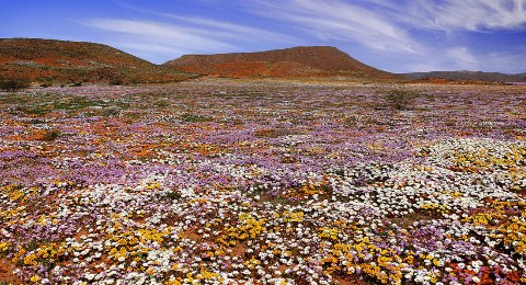Early spring flowers in the Hantam region of neighboring Namaqualand. 1997 was the best year for namaqualand daisies in the last decade in that region.